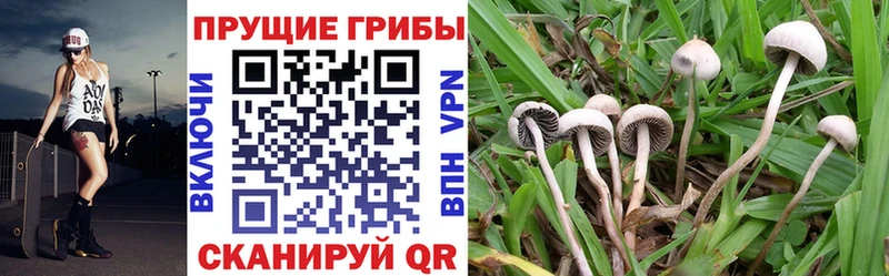 дарк нет официальный сайт  Ядрин  Псилоцибиновые грибы мицелий  блэк спрут маркетплейс 